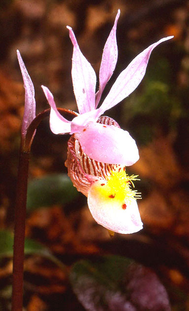 Nature Winners_00005