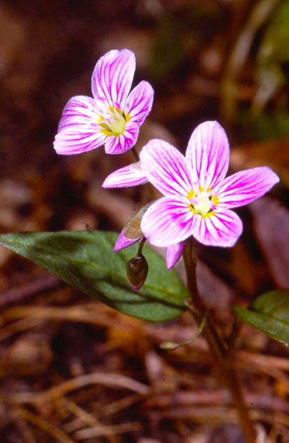 Nature Winners_00006