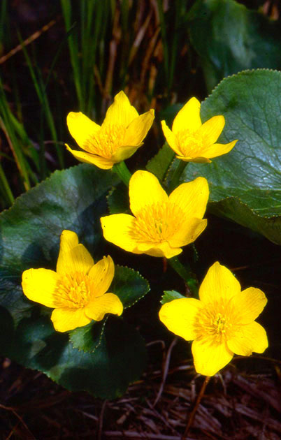 Nature Winners_00007