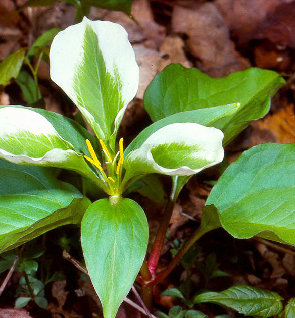 Nature Winners_00008