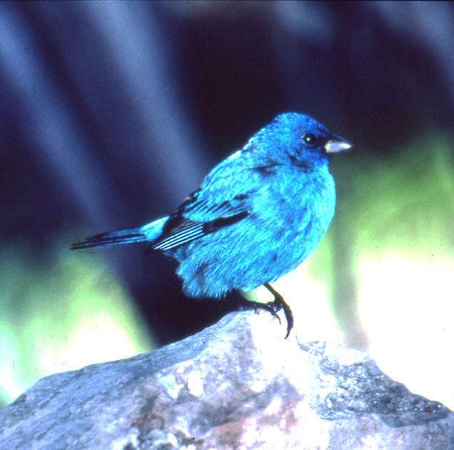 Nature Winners_00009