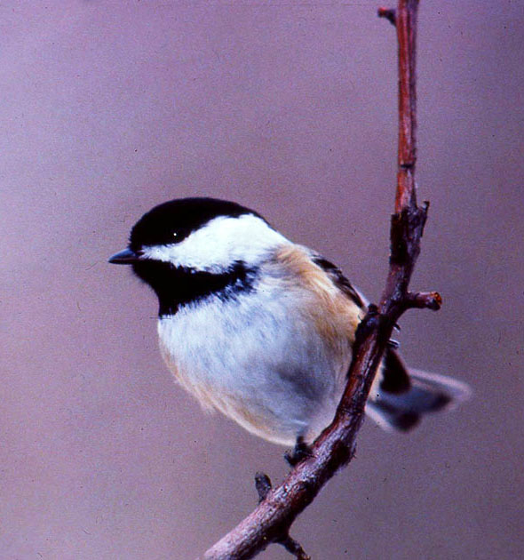 Nature Winners_00010