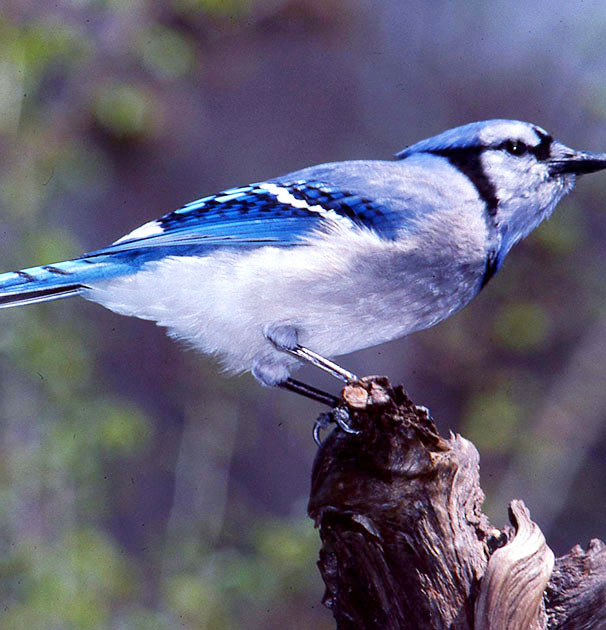 Nature Winners_00011