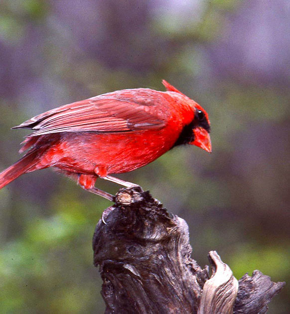 Nature Winners_00012