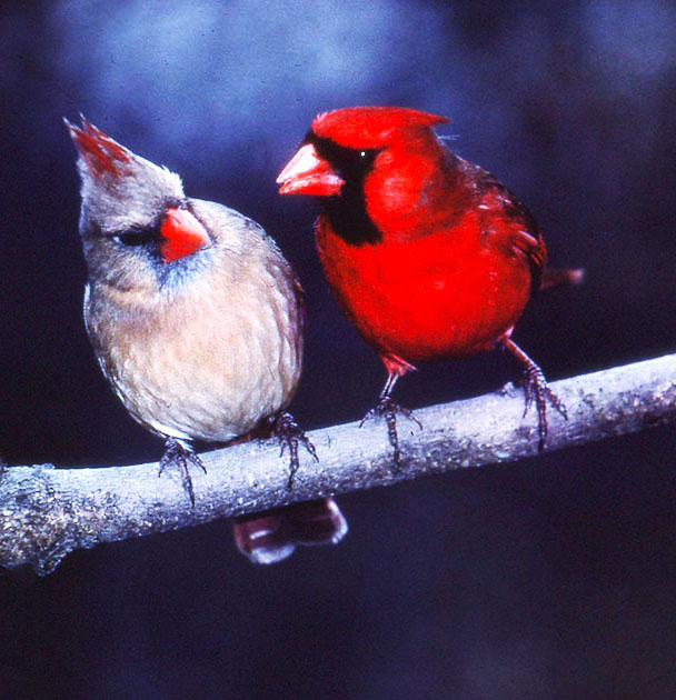 Nature Winners_00013