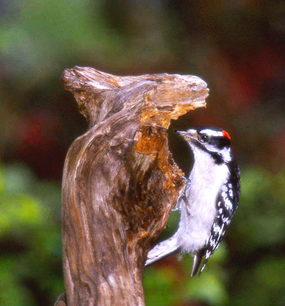 Nature Winners_00014