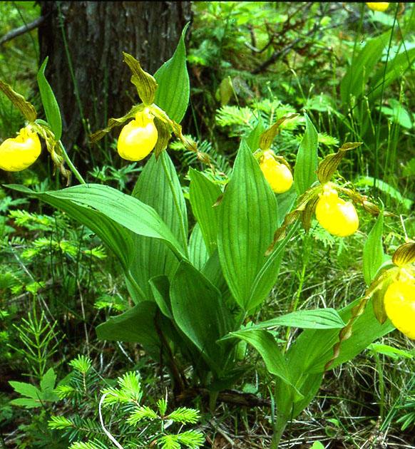 Nature Winners_00015