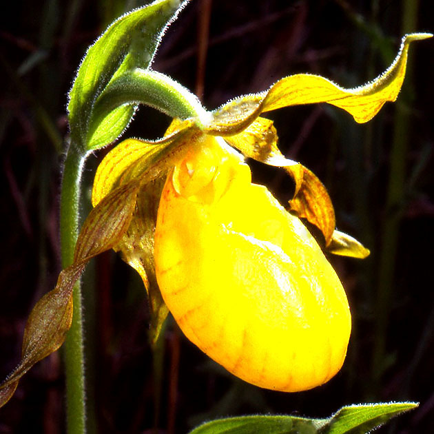 Nature Winners_00016