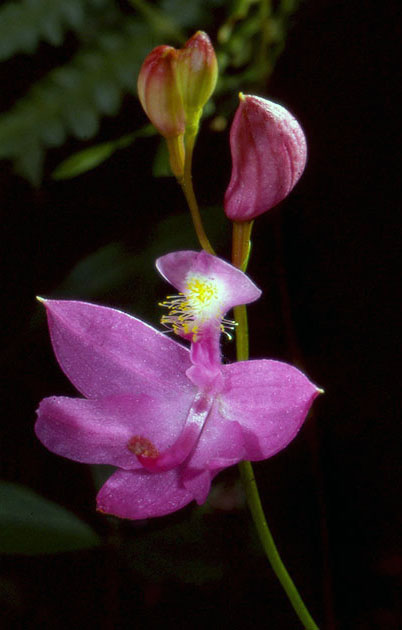 Nature Winners_00018