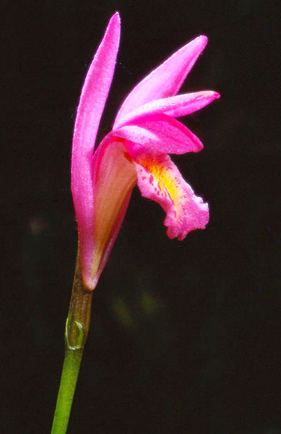 Nature Winners_00019