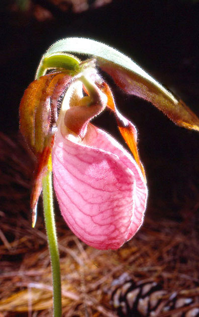 Nature Winners_00020