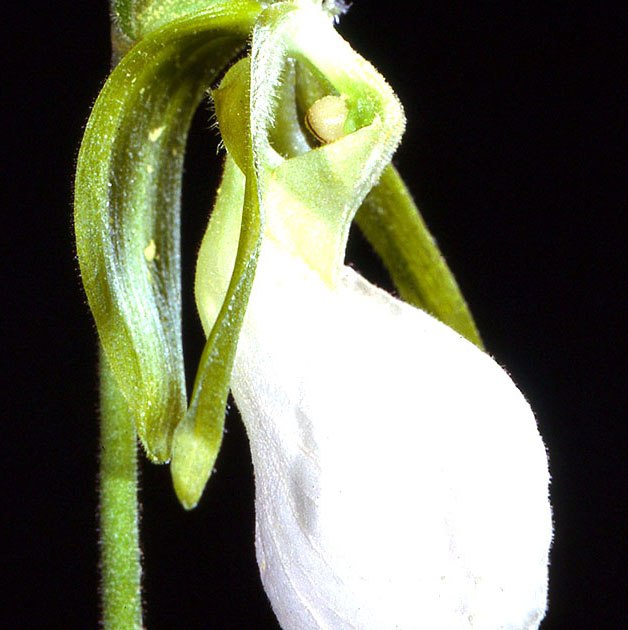 Nature Winners_00021