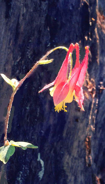 Nature Winners_00022