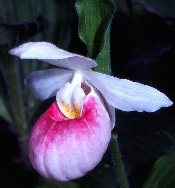 Nature Winners_00023