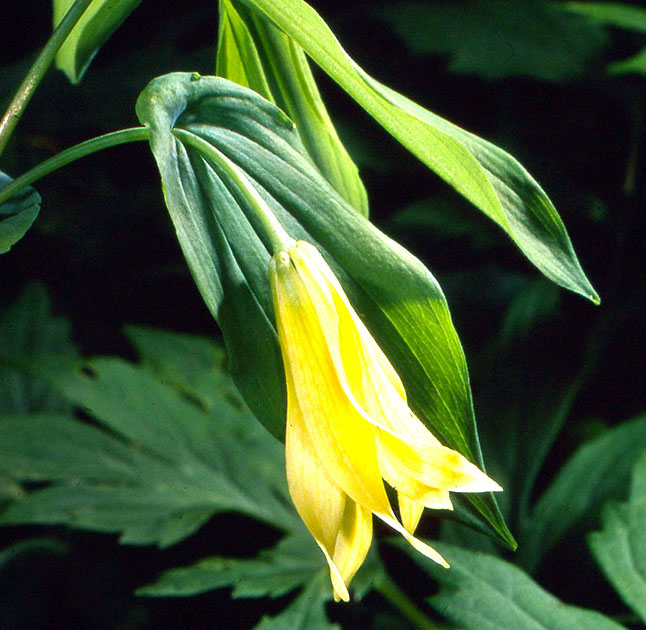 Nature Winners_00024