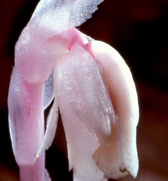 Nature Winners_00025