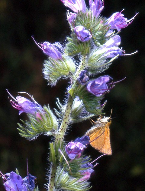 Nature Winners_00029