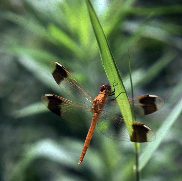 Nature Winners_00030