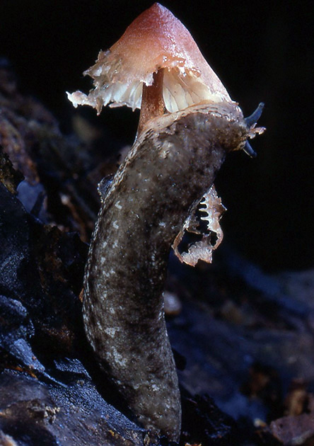 Nature Winners_00031