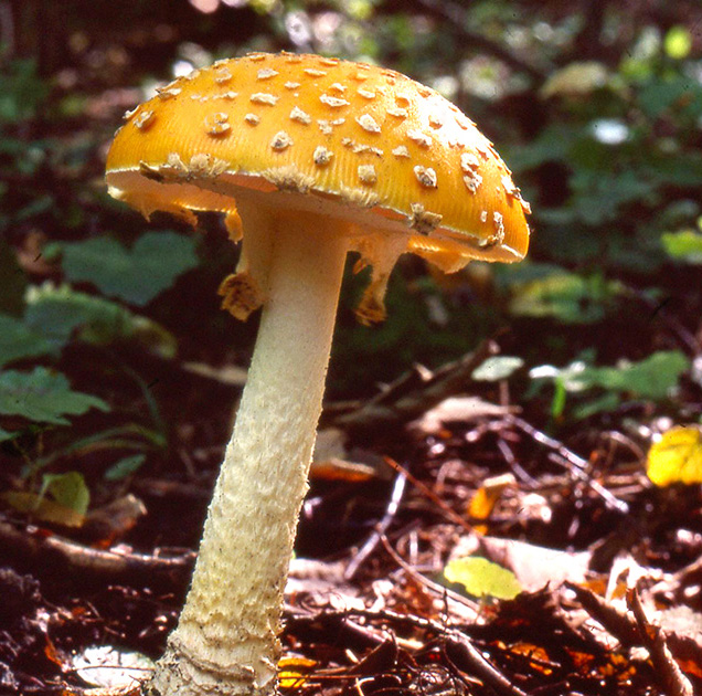 Nature Winners_00032