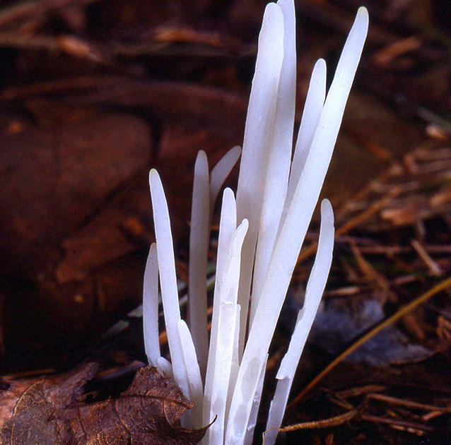 Nature Winners_00033