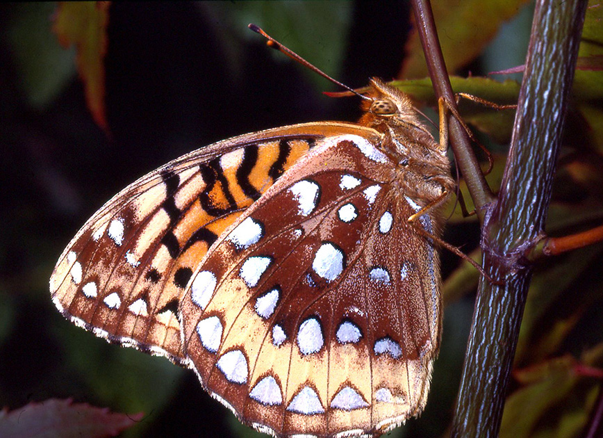 Nature Winners_00037