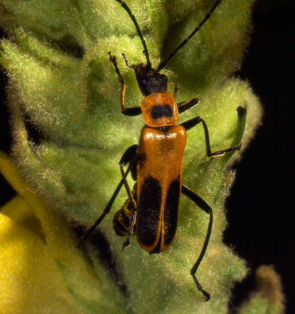 Nature Winners_00038