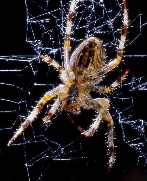 Nature Winners_00040