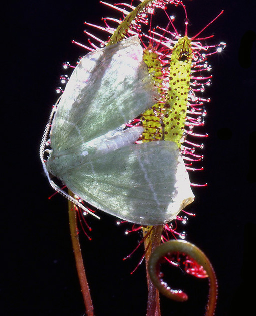 Nature Winners_00041