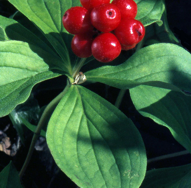 Nature Winners_00042