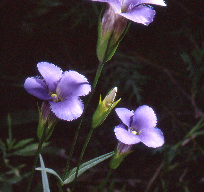 Nature Winners_00045