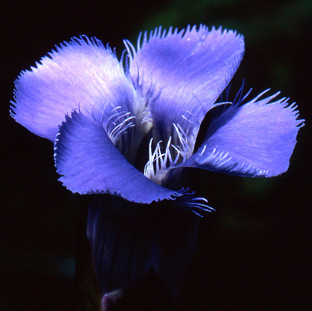 Nature Winners_00046