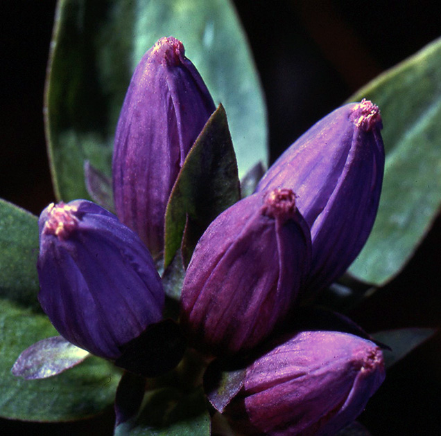 Nature Winners_00047