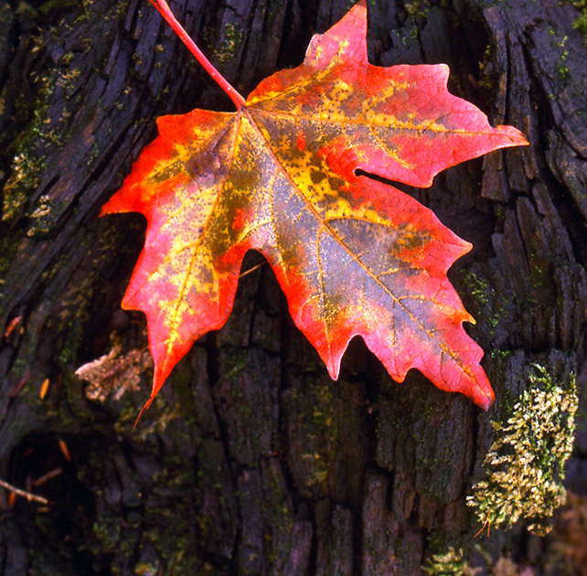 Nature Winners_00048