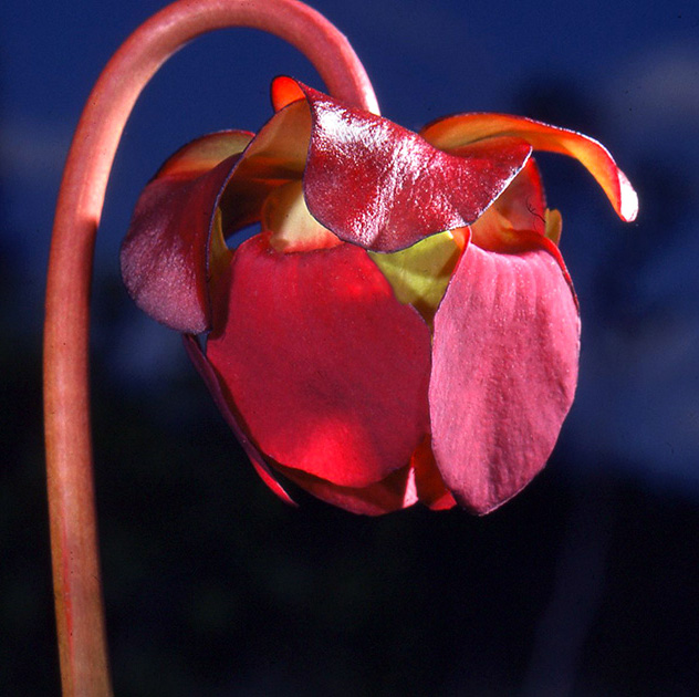 Nature Winners_00049