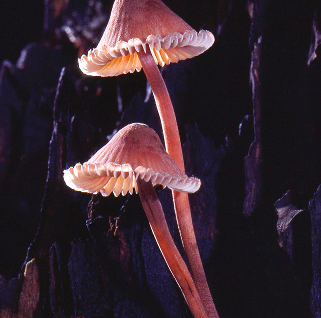 Nature Winners_00051