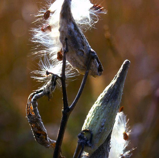 Nature Winners_00052