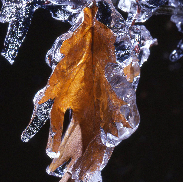 Nature Winners_00055