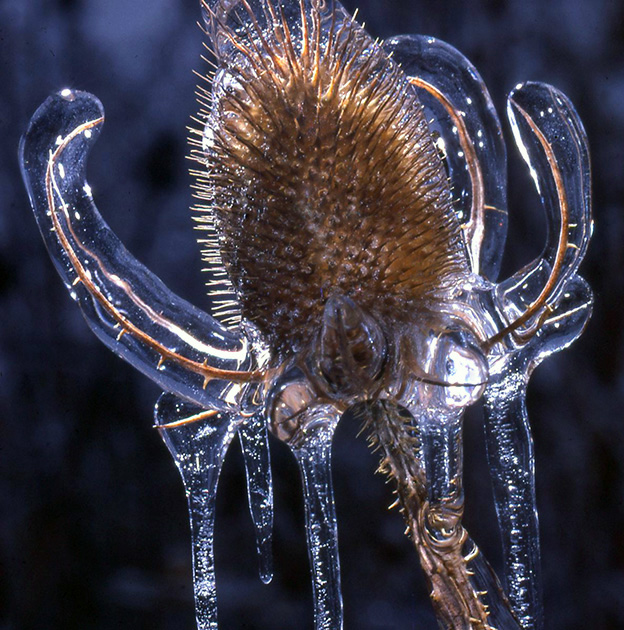 Nature Winners_00056