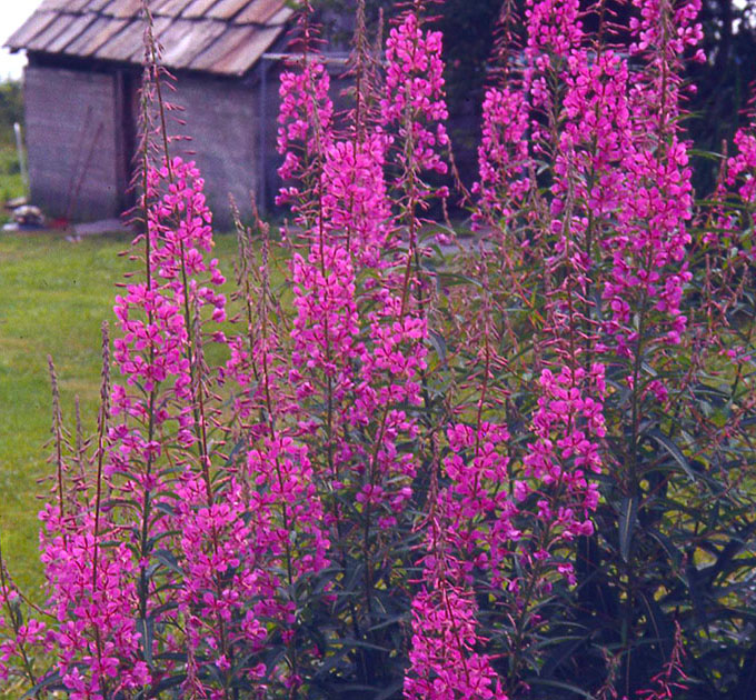 Scandinavian One 00036