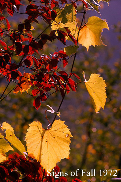 Signs of Fall 1972