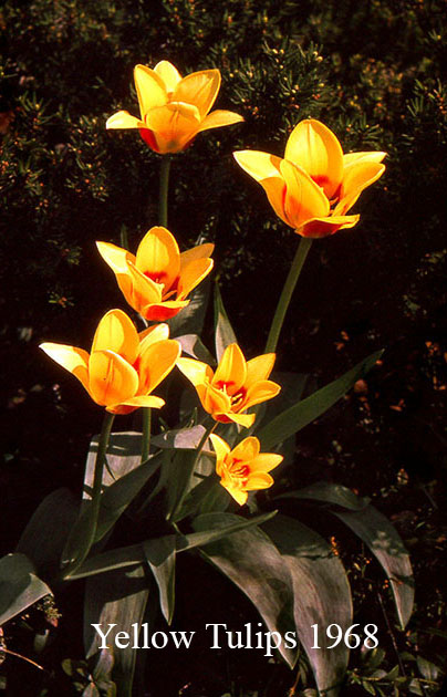 Yellow Tulips 1968