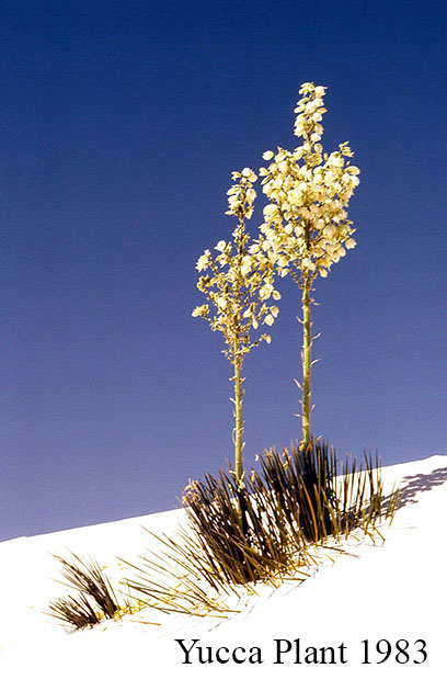 Yucca Plant in White Sand 1983