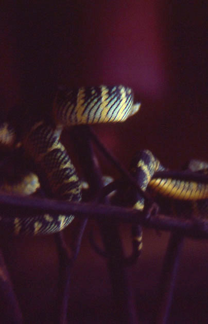 south east asia 1 00111